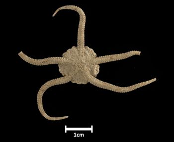 Media type: image;   Invertebrate Zoology OPH-5306 Description: Bottom up view of single ophiuroid specimen with a scale bar.;  Aspect: ventral